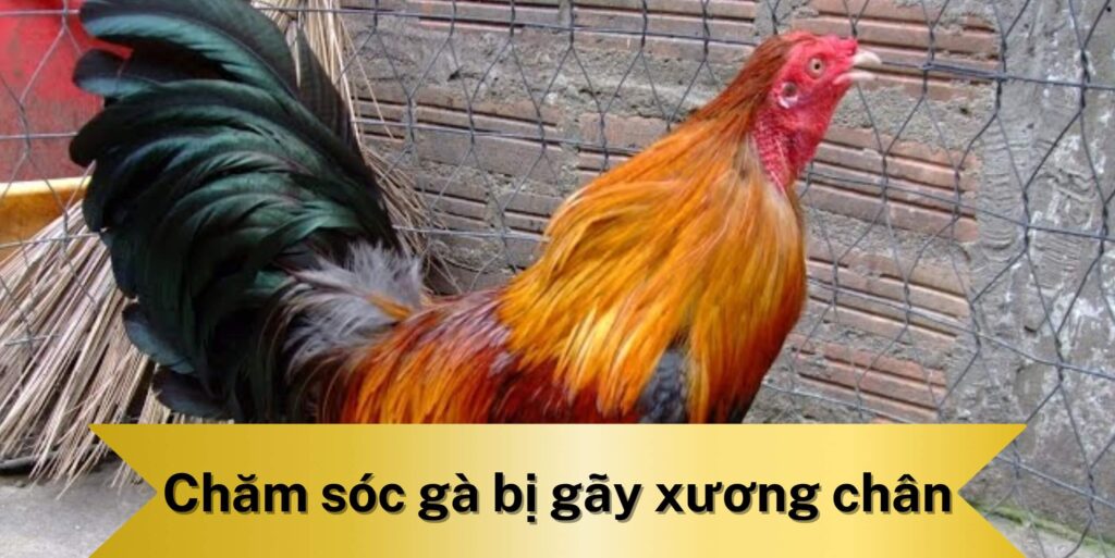 Cách chăm sóc gà bị gãy xương chân