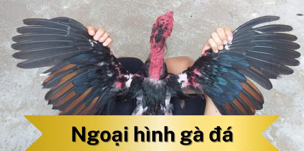 Cách đánh giá ngoại hình gà đá dựa vào cánh