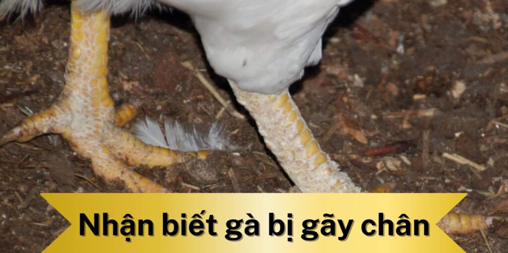Cách nhận biết gà bị gãy xương chân