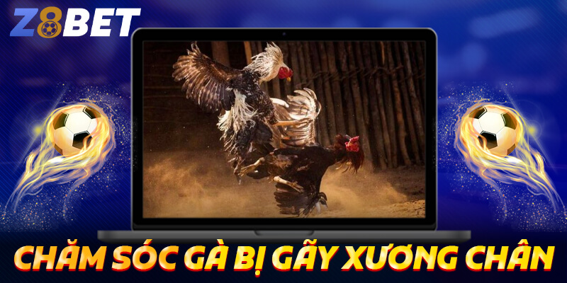 Chăm sóc gà bị gãy xương chân