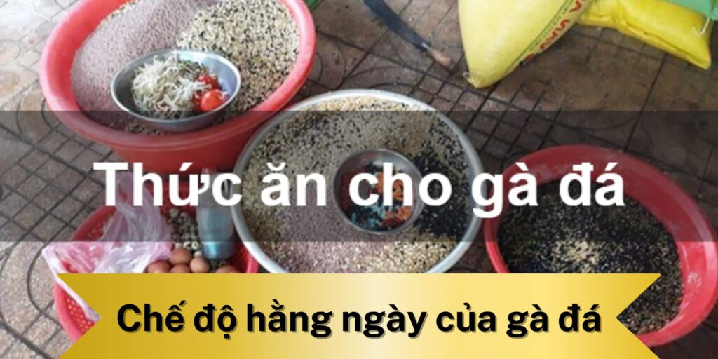 Chế độ ăn hằng ngày của gà đá