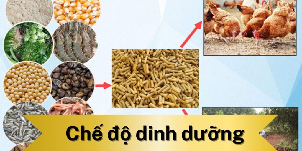Chế độ dinh dưỡng của gà bị bầm tím bụng