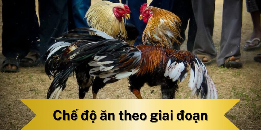 Chế độ dinh dưỡng của gà đá theo giai đoạn