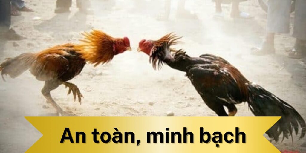Đá gà Z8BET an toàn và minh bạch