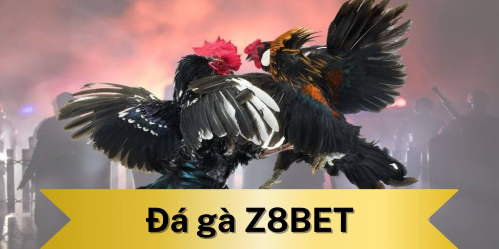 Đá gà Z8BET là gì?