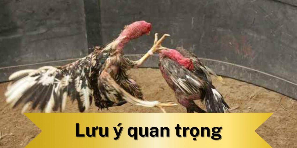 Lưu ý quan trọng khi chăm sóc gà bị gãy xương chân