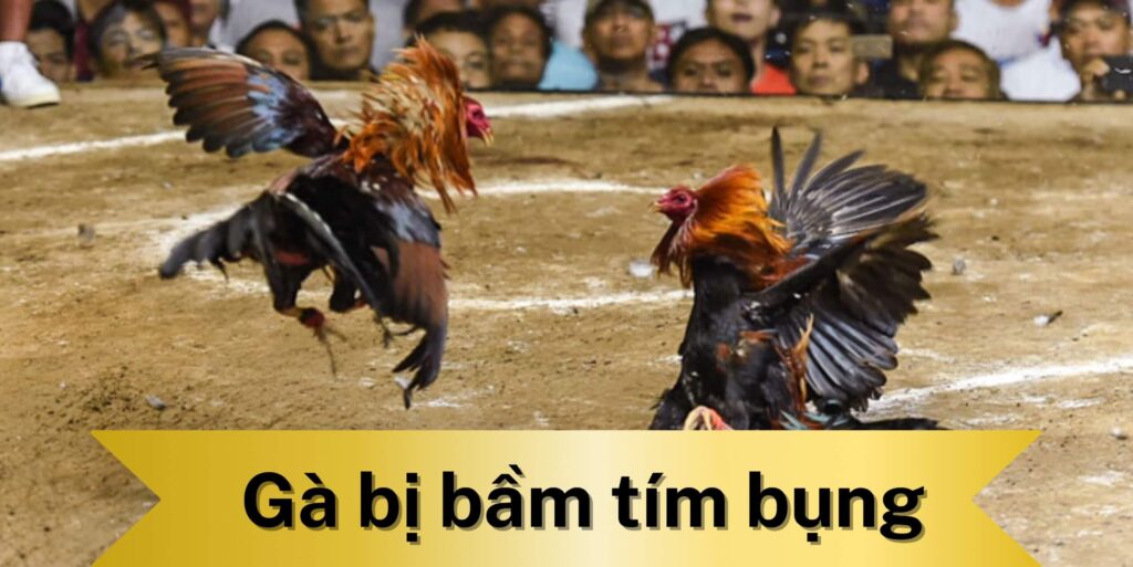 Chế độ dinh dưỡng của gà bị bầm tím bụng