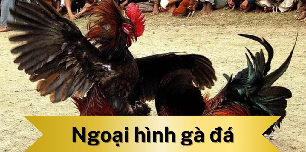 Tại sao ngoại hình gà đá quan trọng?