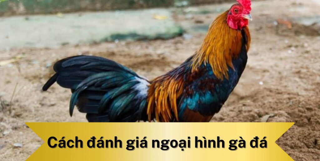 Tăng tỷ lệ thắng nếu bạn biết cách đánh giá ngoại hình gà đá