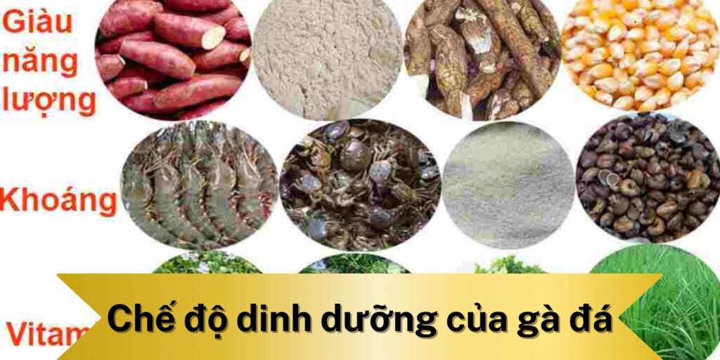 Vì sao cần có chế độ dinh dưỡng của gà đá
