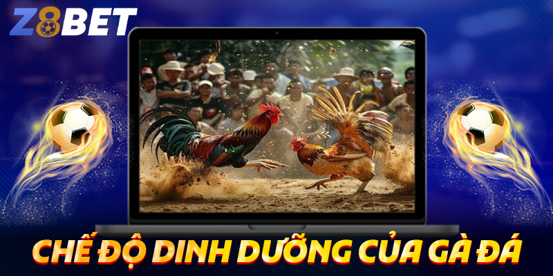 Chế độ dinh dưỡng của gà đá