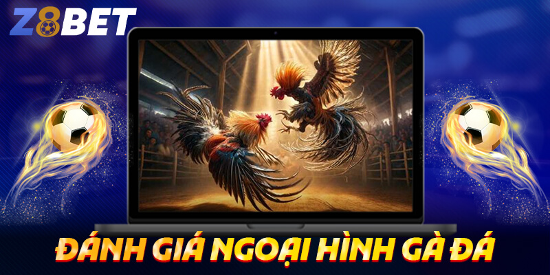 Đánh giá ngoại hình gà đá