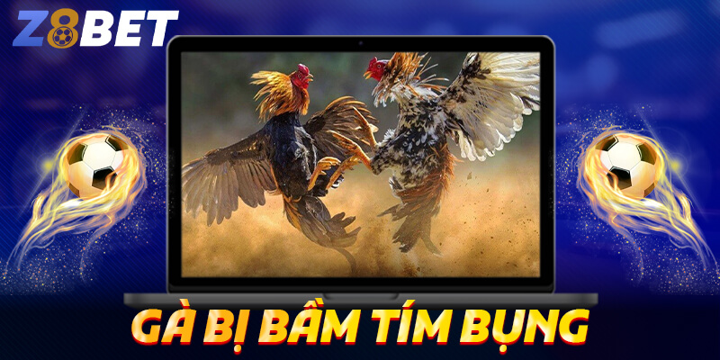 Gà bị bầm tím bụng